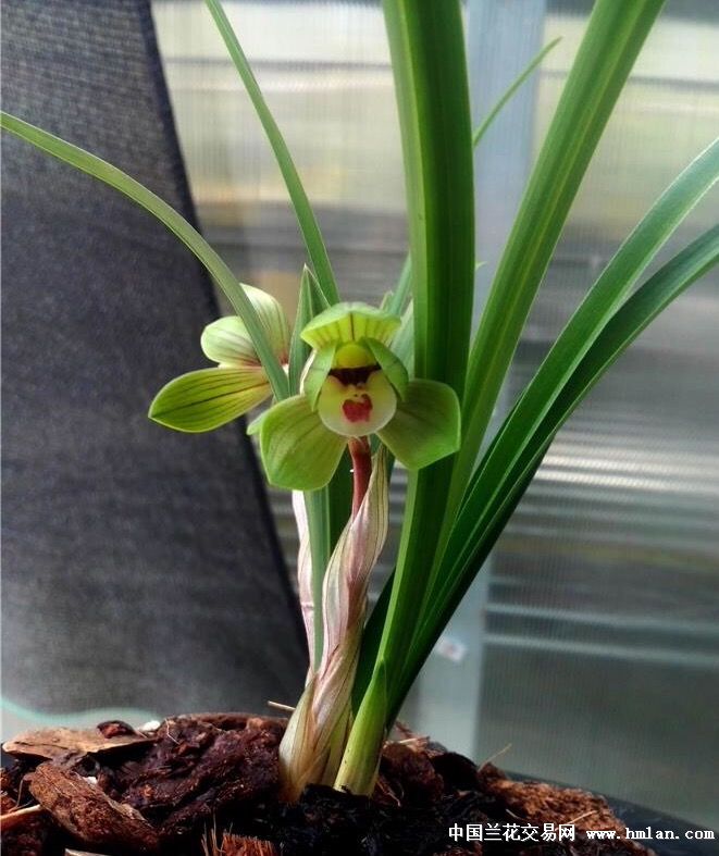 火完富贵炒翠盖,下一个会是谁呢?-以兰会友-中