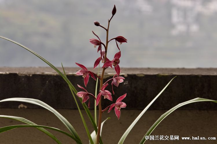 秋榜红花精品茶城红