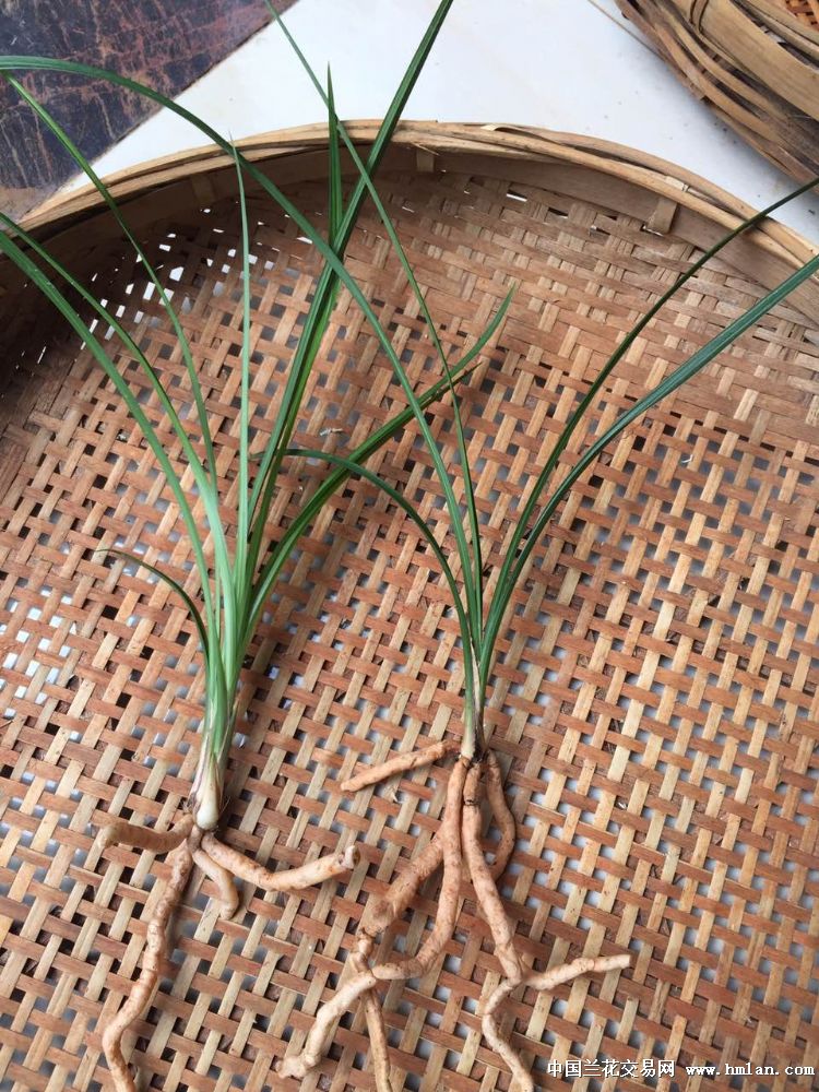 永昌金荷引种