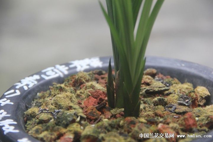 春剑铭品:紫荷素(前垄壮苗)带花苞