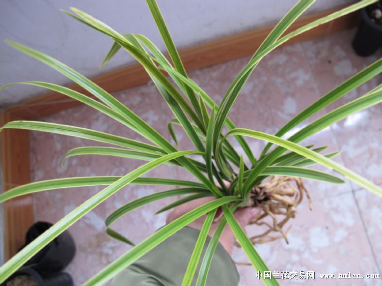所有分类 下山新品 蕙兰 线艺 蕙兰黄金复轮-2母苗特价      出售的