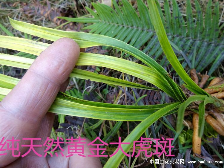 正宗下山蕙兰黄金大虎斑 中国兰花交易网