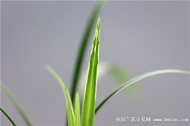 20180607金钥匙祝学子们金榜题名前程似锦