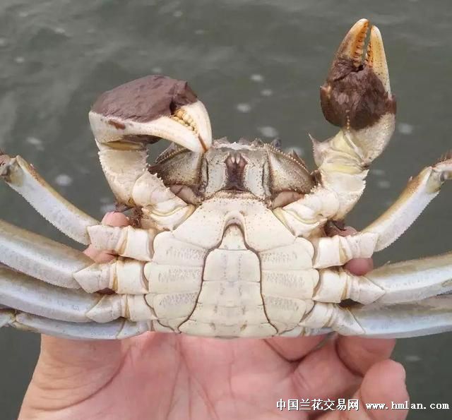 兴化大闸蟹,中国地理标志产品!-茶余兰后-中国兰花交易网社区