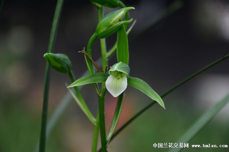 细叶寒兰正格圆舌素