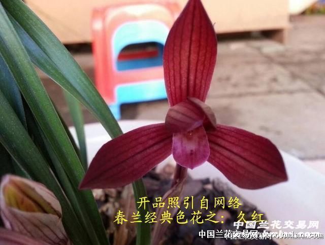 [0起拍]春兰经典色花之:久红素[现苗上拍2]