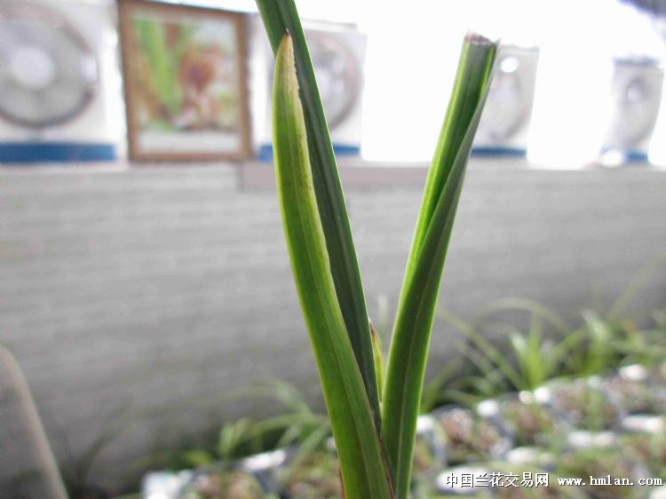 春剑头型水晶 中国兰花交易网