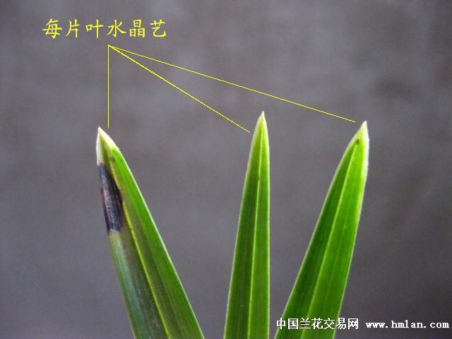 [0起拍]下山春兰:跟代水晶艺草[未见花.让种上拍] - 中国兰花交易网