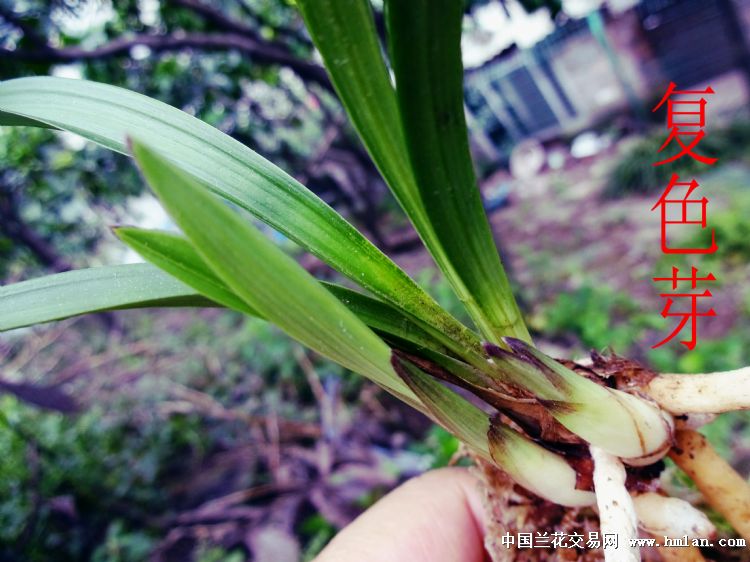 春兰鱼肚叶圆头细皮复色芽 - 中国兰花交易网