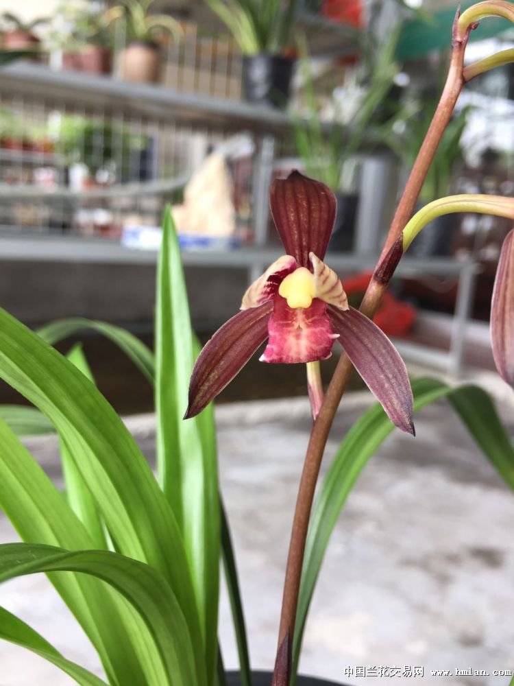 品茗赏蒲~四季兰紫凝花开-建兰篇-中国兰花交易网社区