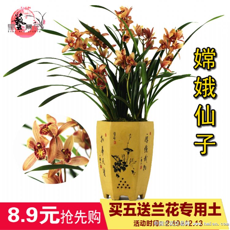 建兰篇-中国兰花交易网社区