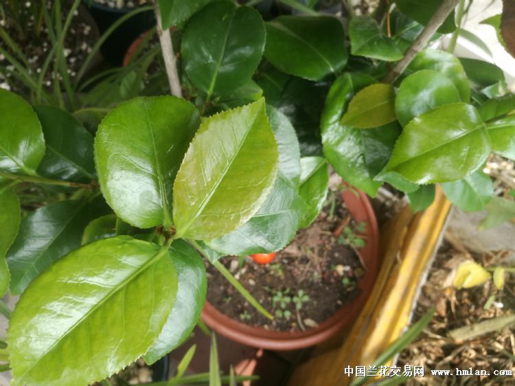茶花新叶发黄