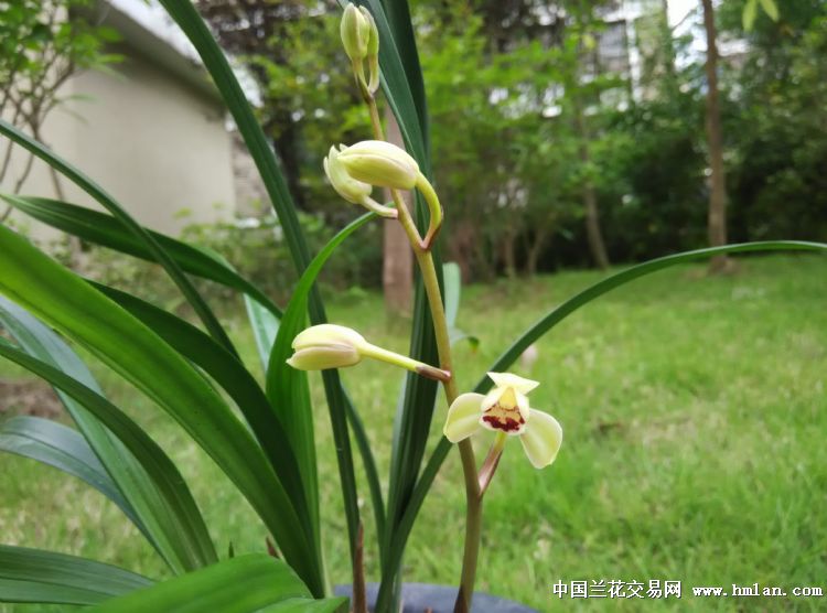 荷王花开-建兰篇-中国兰花交易网社区