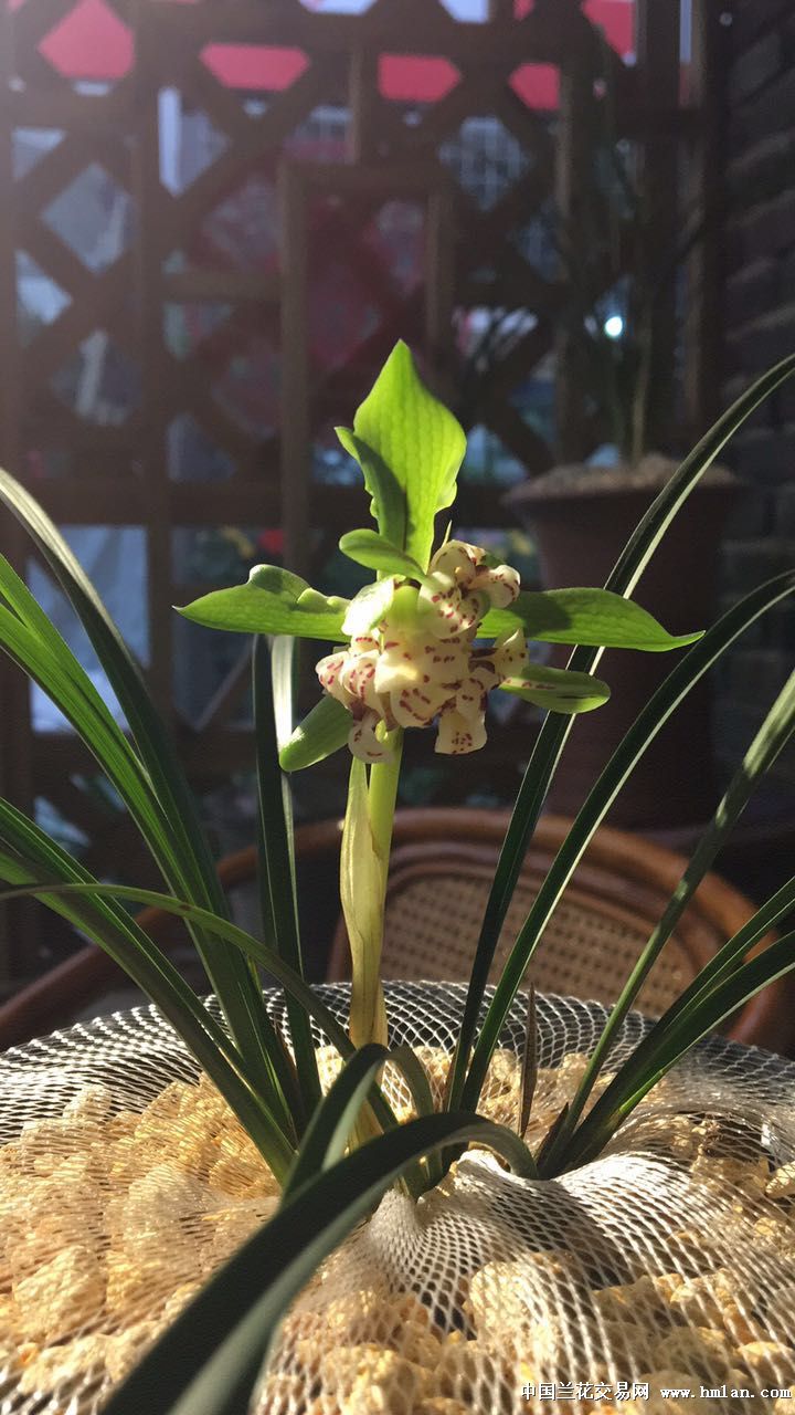 神州奇蝶来花了-春兰篇-中国兰花交易网社区