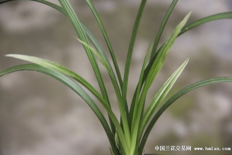 春剑精品:银丝雪玉 - 中国兰花交易网