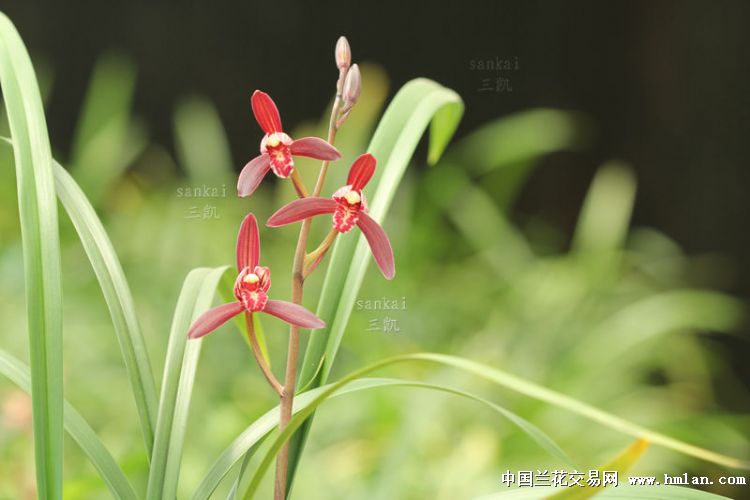 醉红妆~水墨丹青~墨宝~粉红花~美颜-建兰篇-中国兰花交易网社区