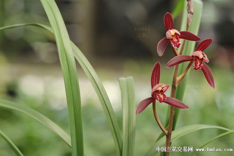 醉红妆~水墨丹青~墨宝~粉红花~美颜-建兰篇-中国兰花交易网社区