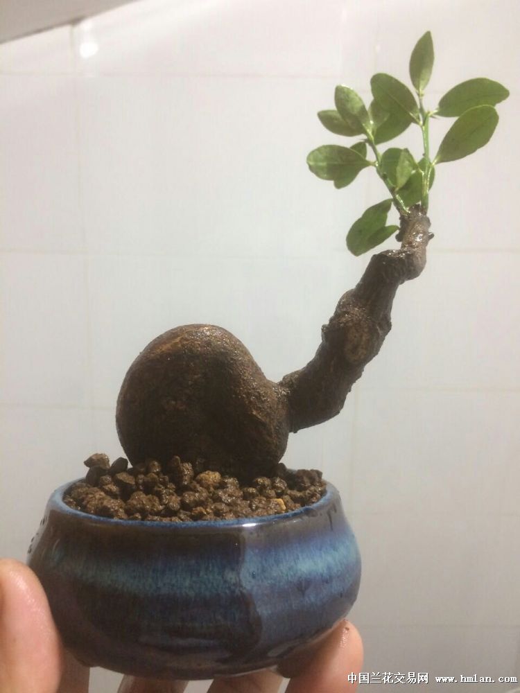 阳春金豆硕果累累-盆景园艺-中国兰花交易网社区