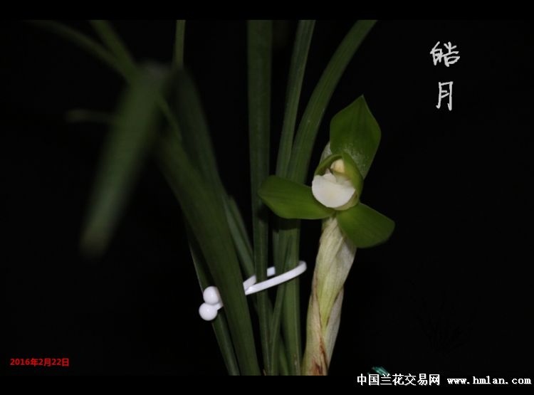 生长记录,自己存档-蕙兰篇-中国兰花交易网社区