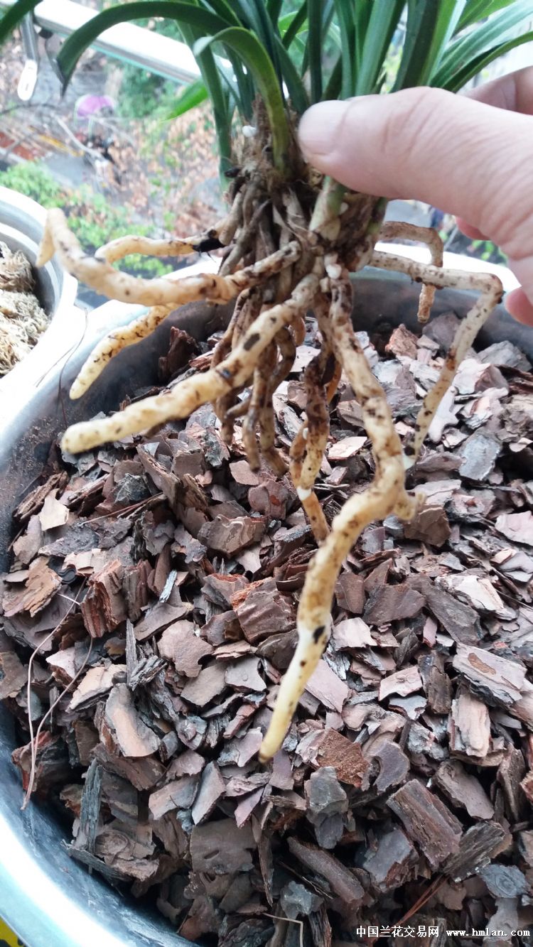 大虾们,这个是不是蚯蚓根