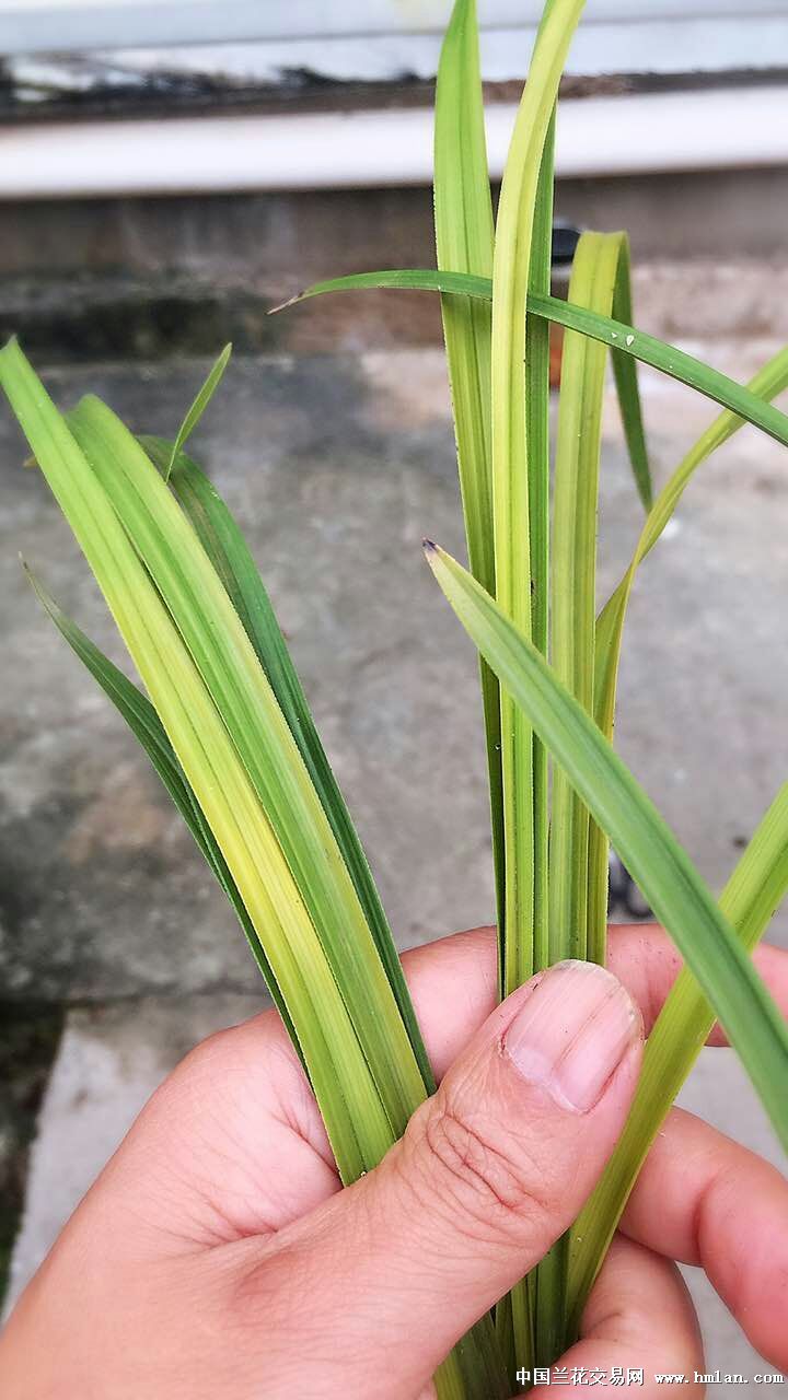 蕙兰朱金斑赌色花-5苗特价