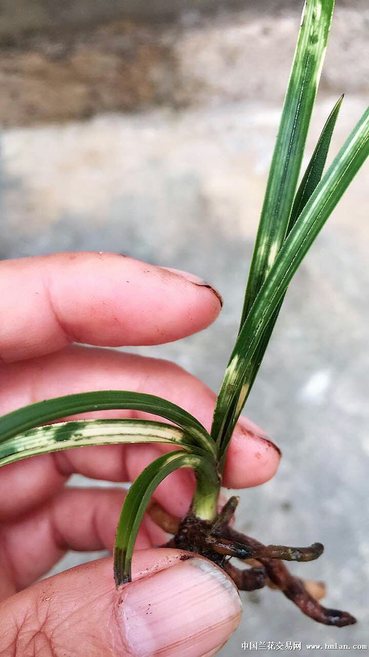 蕙兰顶级黄白虎斑-母苗特价 - 中国兰花交易网