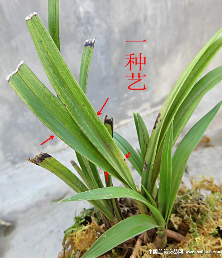荷瓣兰花叶特征图片大全图片