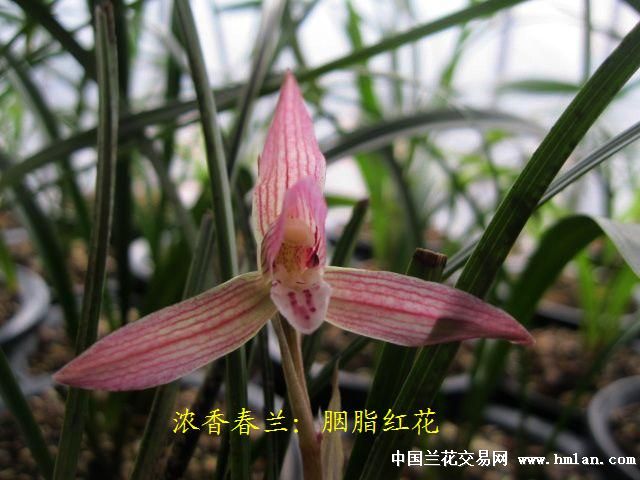 [0起拍]浓香春兰:胭脂红花[全草上拍] - 中国兰花交易