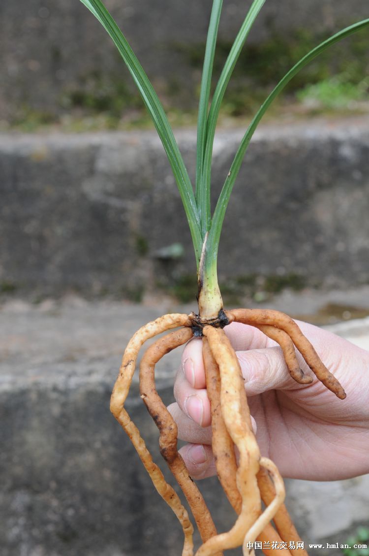 如意素荷:1现切老苗