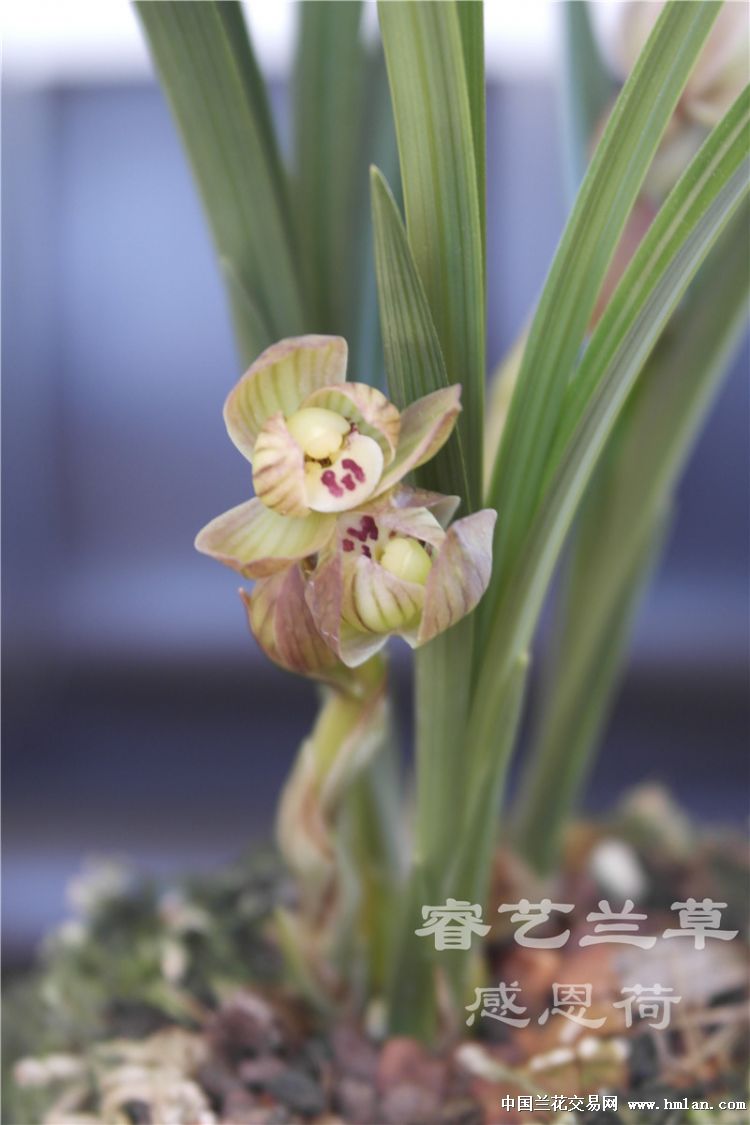 感恩荷(1.5苗) - 中国兰花交易网
