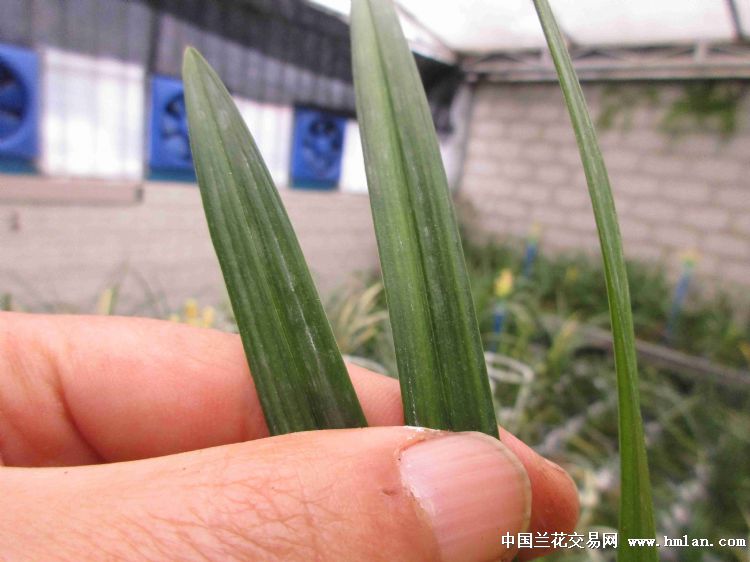 极像春剑红太阳的高级赌草