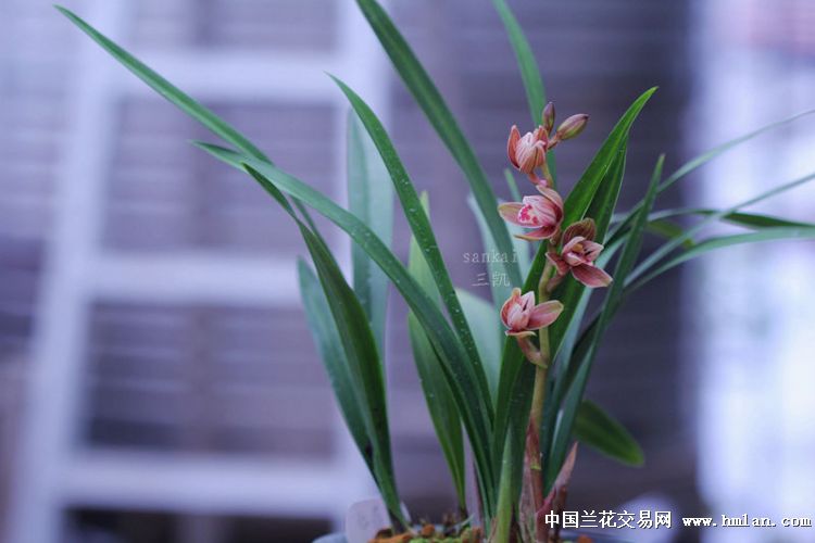 白玉堂~红荷冠~胭脂红素~-建兰篇-中国兰花交易网汕