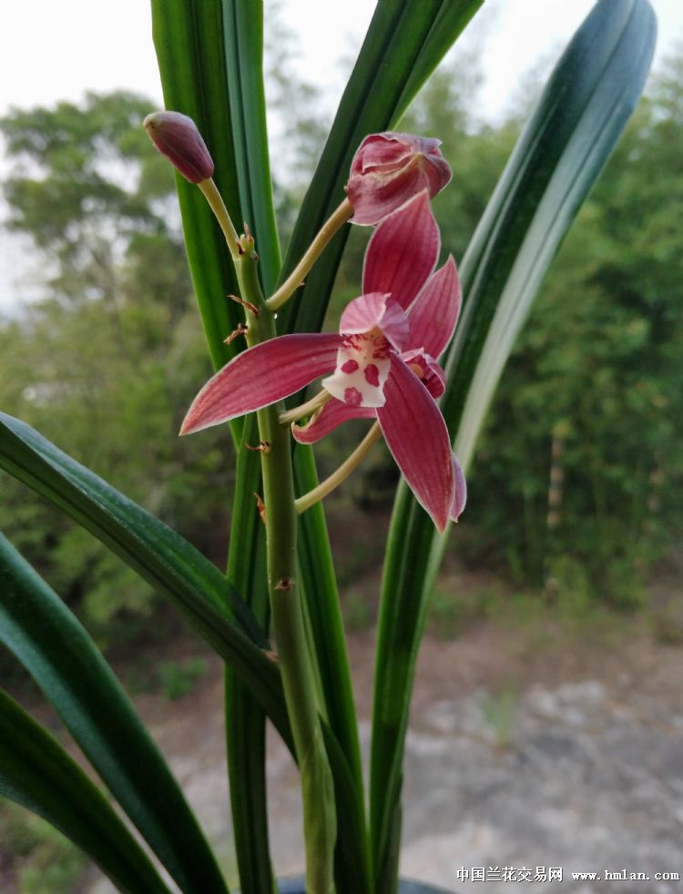 秋榜喜阳阳开了