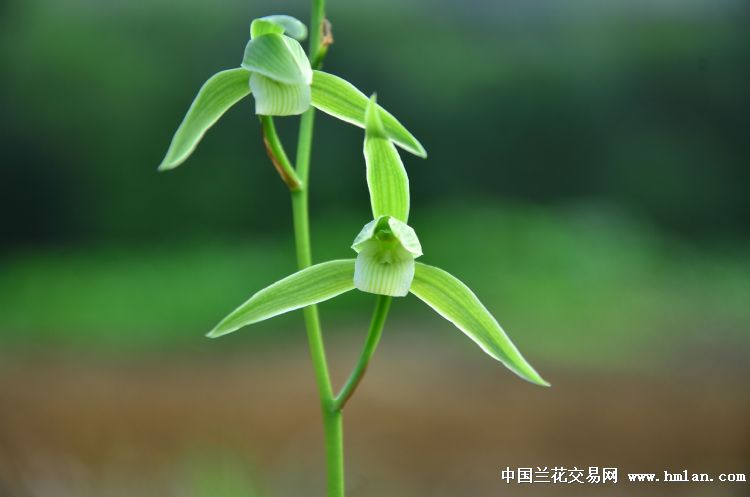 寒兰翠绿素开花