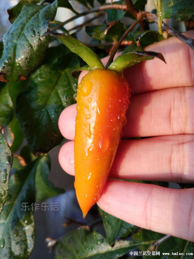青黄红一个辣椒的华丽转色老鸦柿