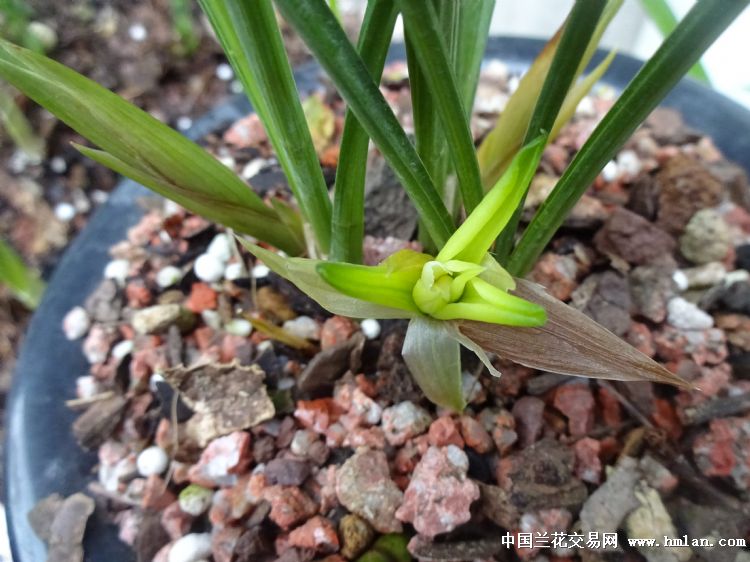 本地香春兰漂亮素花【带花苞】