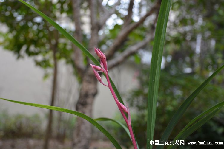 寒兰红凤没有开奇花的不过色很漂亮-组培杂交兰-中国兰花交易网社区