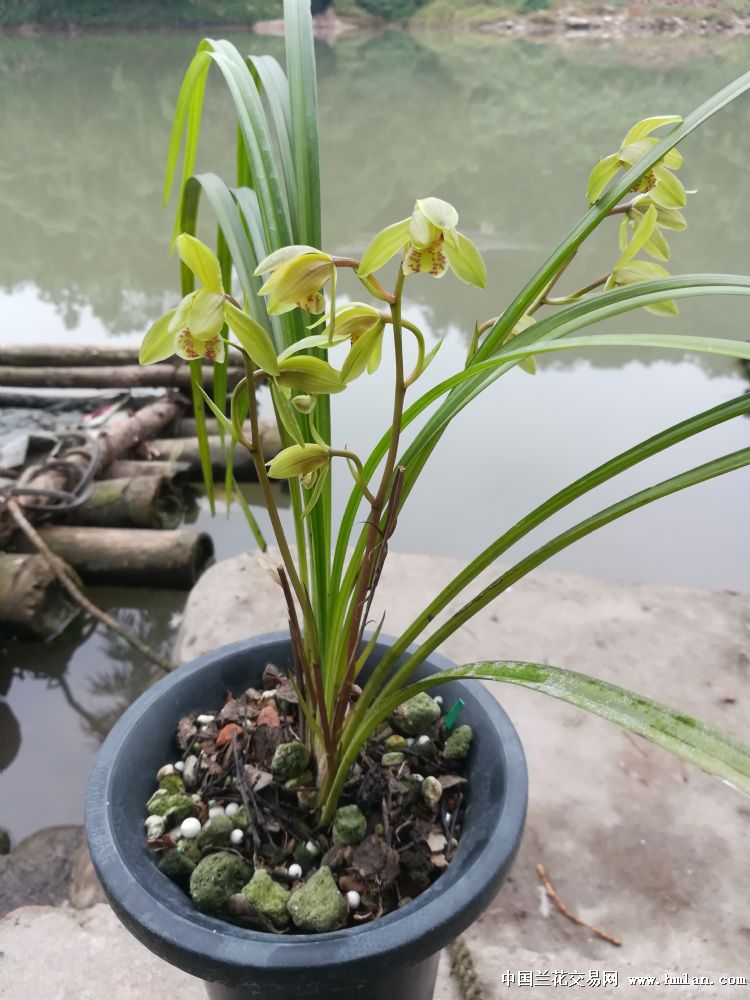 花溪兰园邀您欣赏——秋芝 荷瓣型-送春篇-中国兰花网