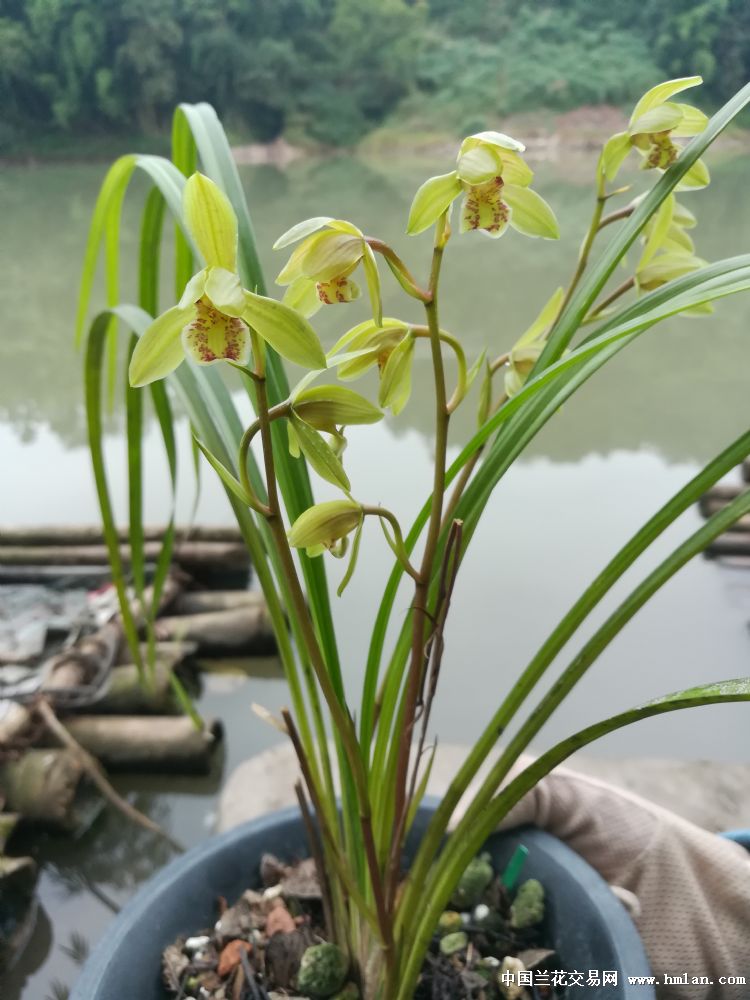 花溪兰园邀您欣赏——秋芝 荷瓣型-送春篇-中国兰花网