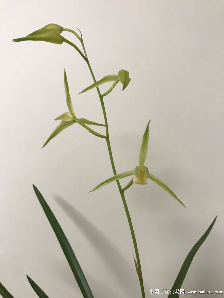 素芯寒兰