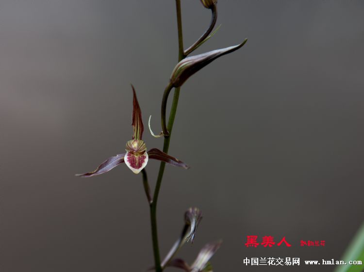 寒兰"黑美人"