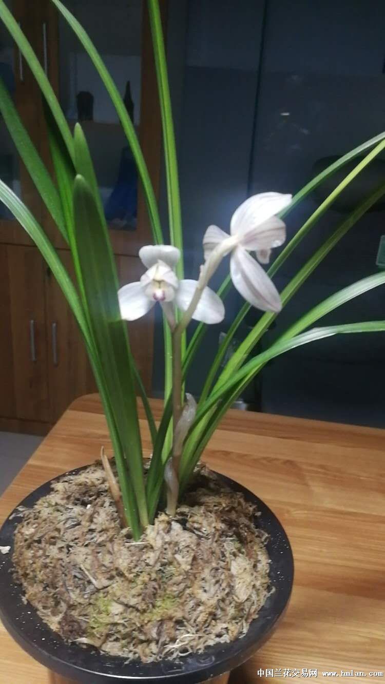参加兰花网购月活动-老用户申请卖家
