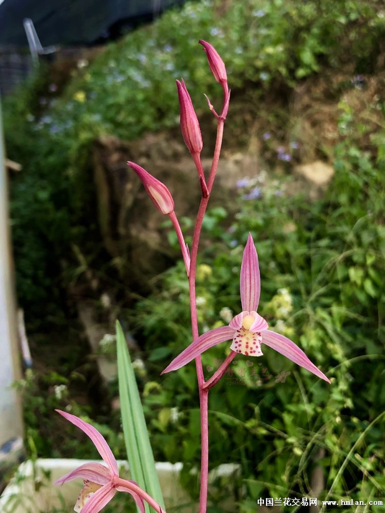 浓香宽叶寒兰桃红花～桃花仙子～-寒兰篇-中国兰花网