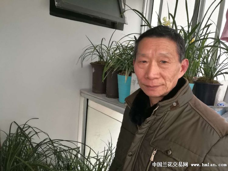 井冈兰老刘申请中兰网卖家