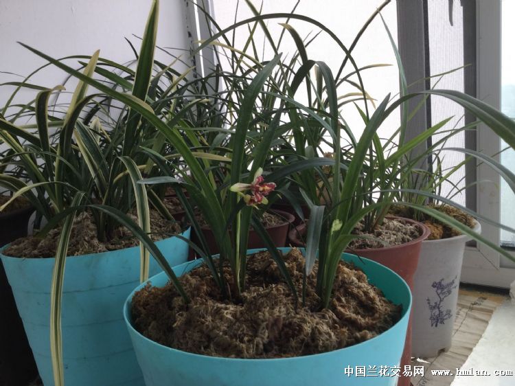 井冈兰老刘申请中兰网卖家
