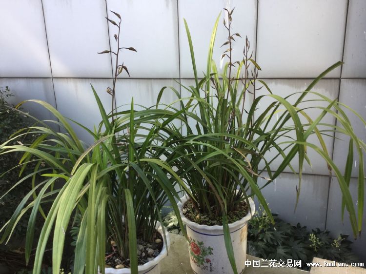 井冈兰老刘申请中兰网卖家