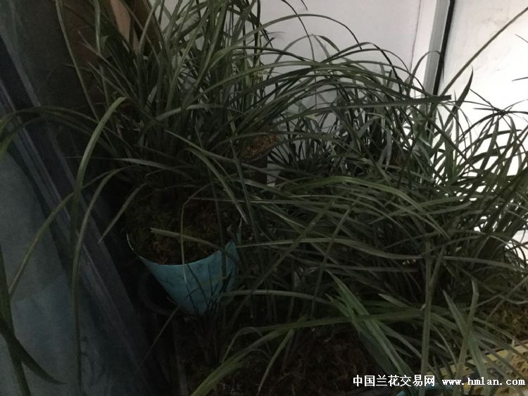井冈兰老刘申请中兰网卖家