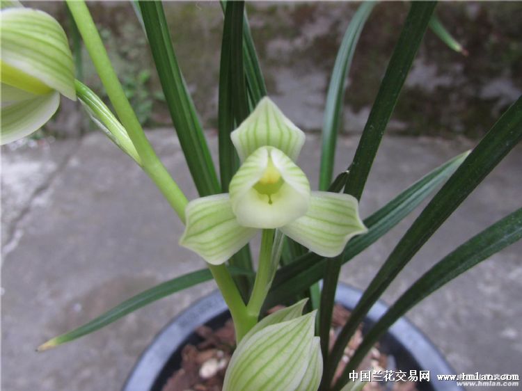 如意素荷迎春开;祝各位兰友;新年快乐-莲瓣篇-中国兰花交易网社区