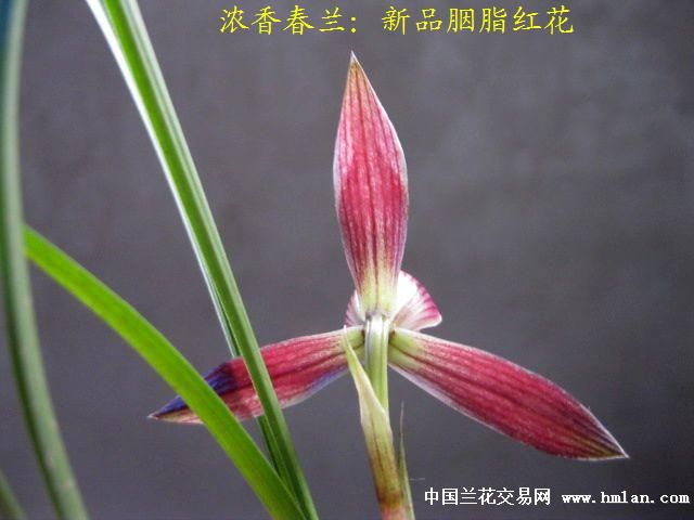[0起拍]浓香春兰:新品胭脂红花 - 中国兰花交易网