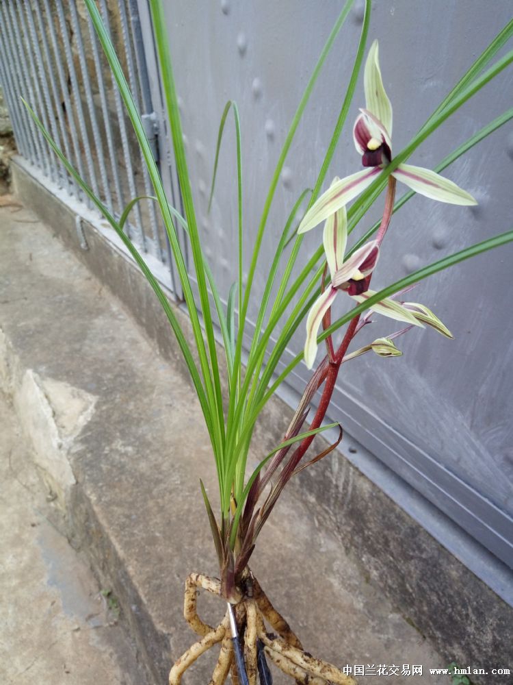 碧龙红素:前垄子母2苗1芽2花箭(已开花漂亮苗)